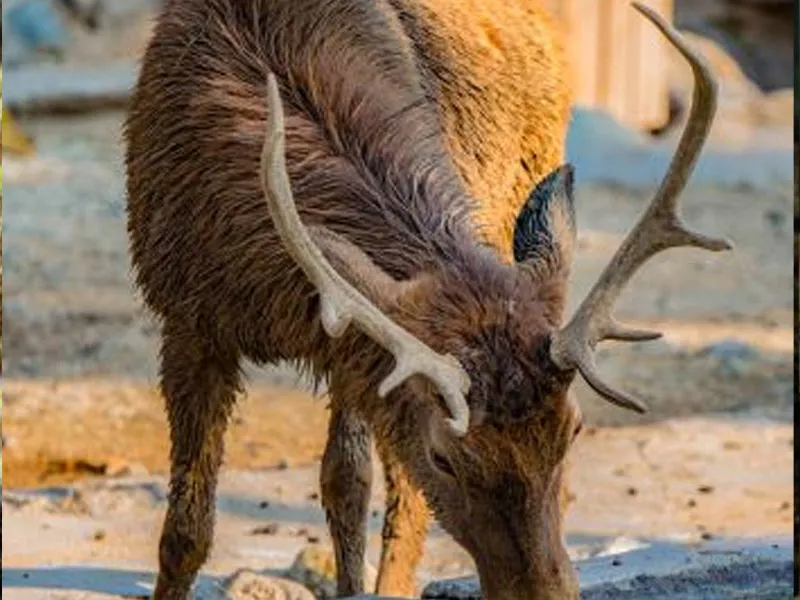 گوزن زرد اروپایی