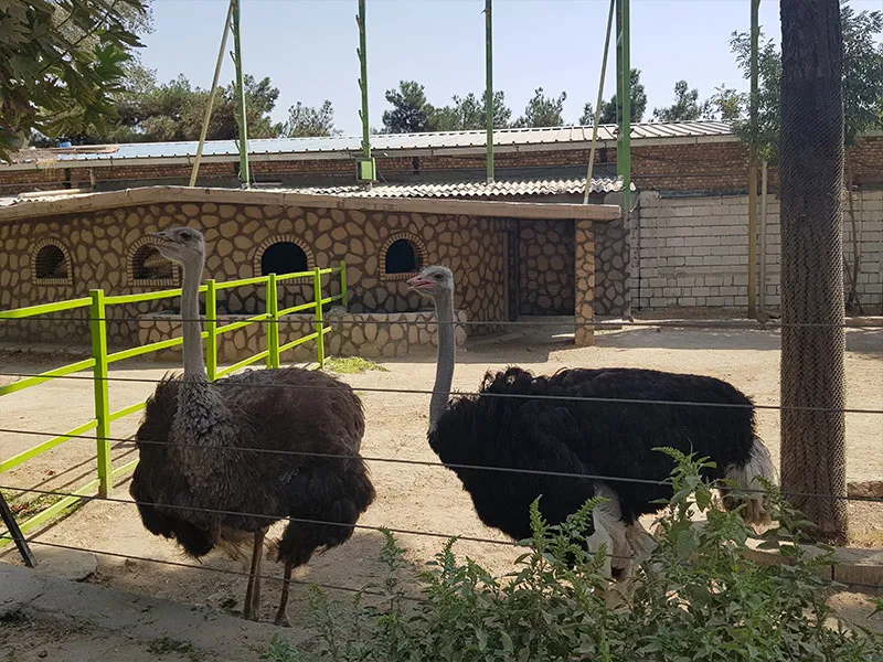 شترمرغ