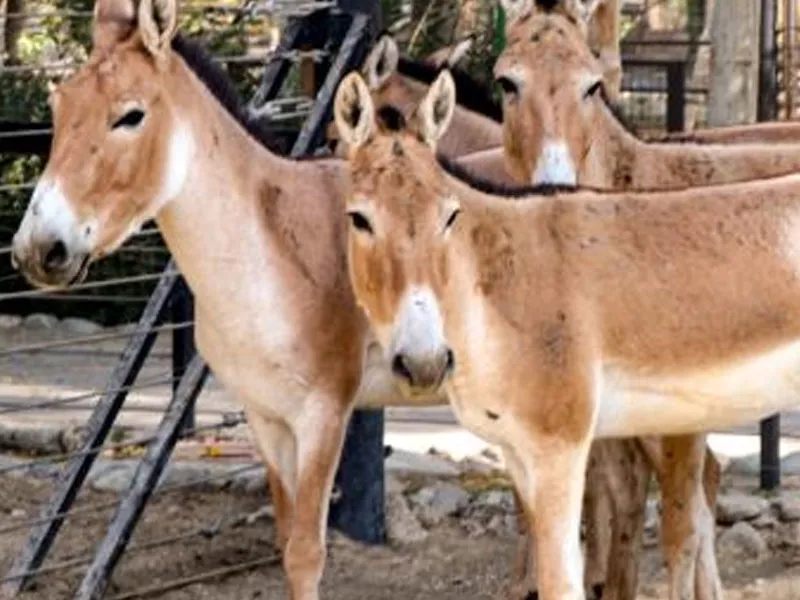 گور ایرانی