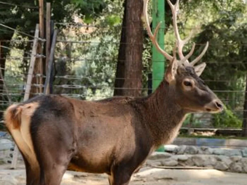 مرال