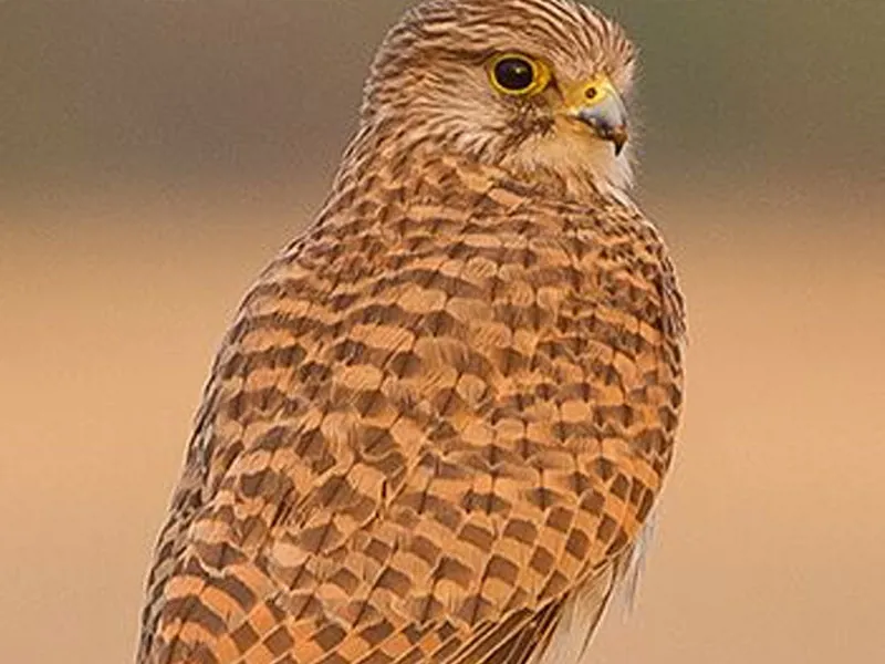 دلیجه