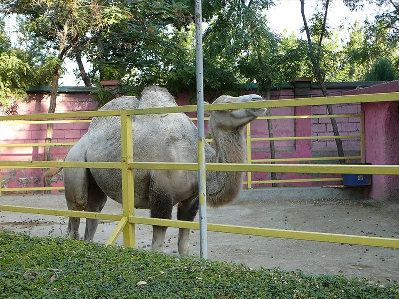 شتر دوکوهان