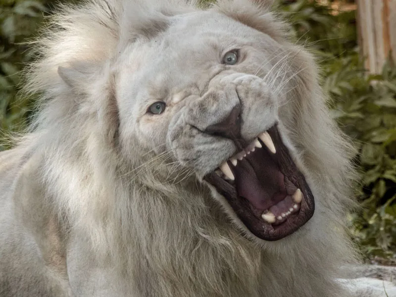شیر سفید