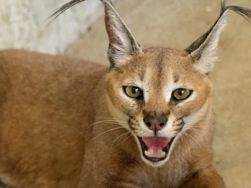 سیاه گوش