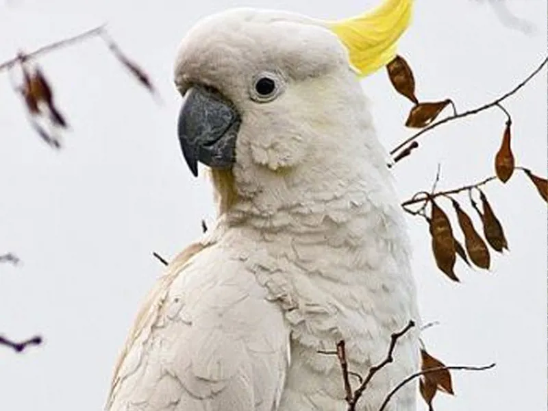 طوطی کاکلی گوگردی