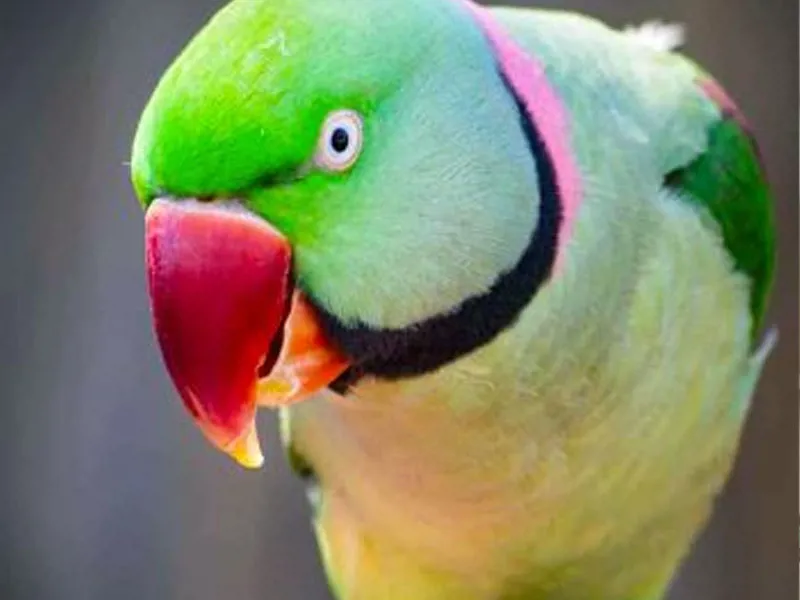 شاه طوطی