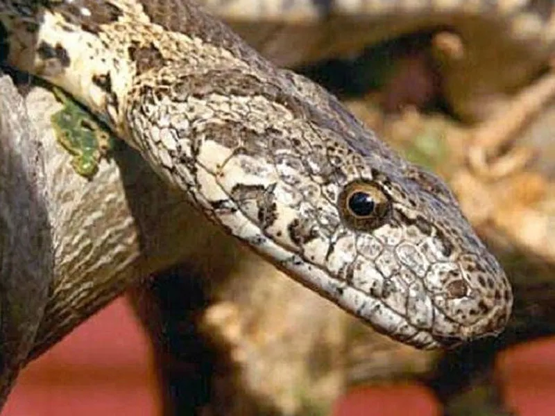 مار پلنگی