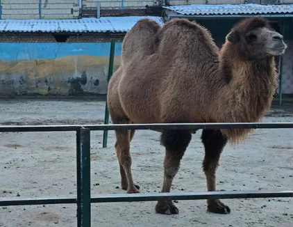 باغ وحش وکیل آباد مشهد